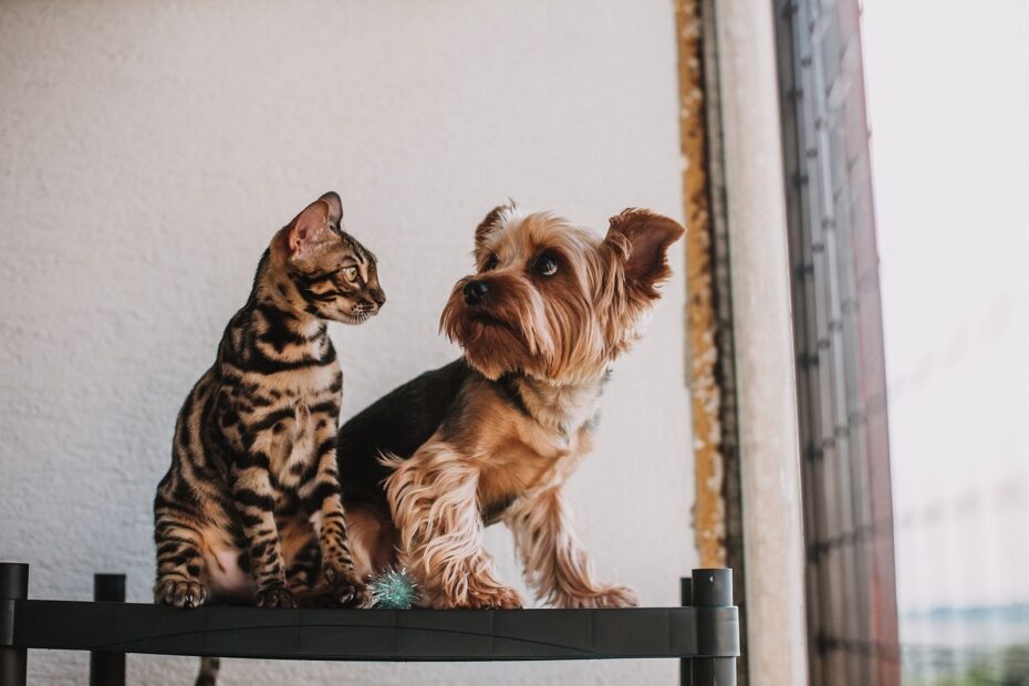 Un cane e un gatto seduti vicini in un ambiente domestico tranquillo