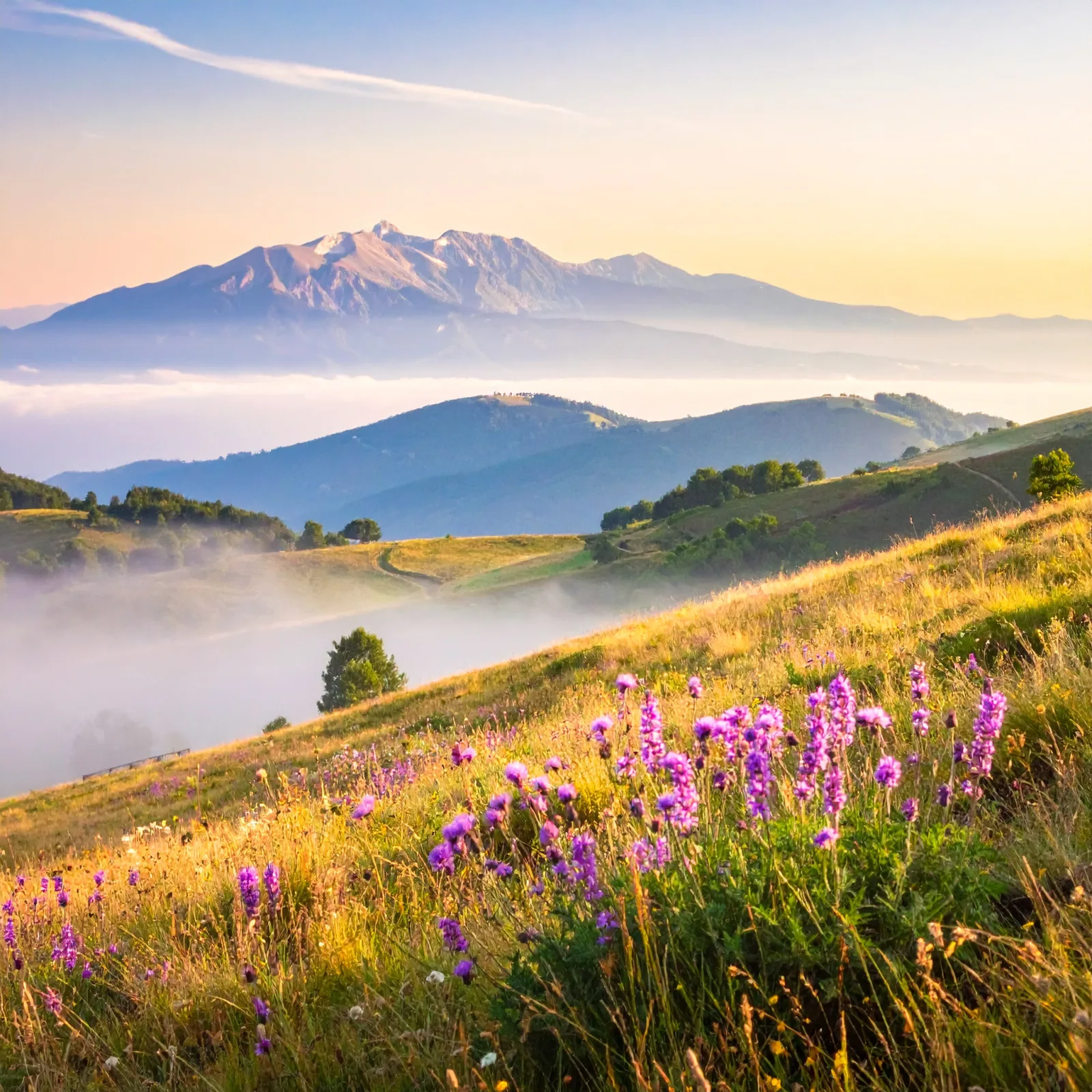 Master Fiori di Bach online per chi vive a L'Aquila