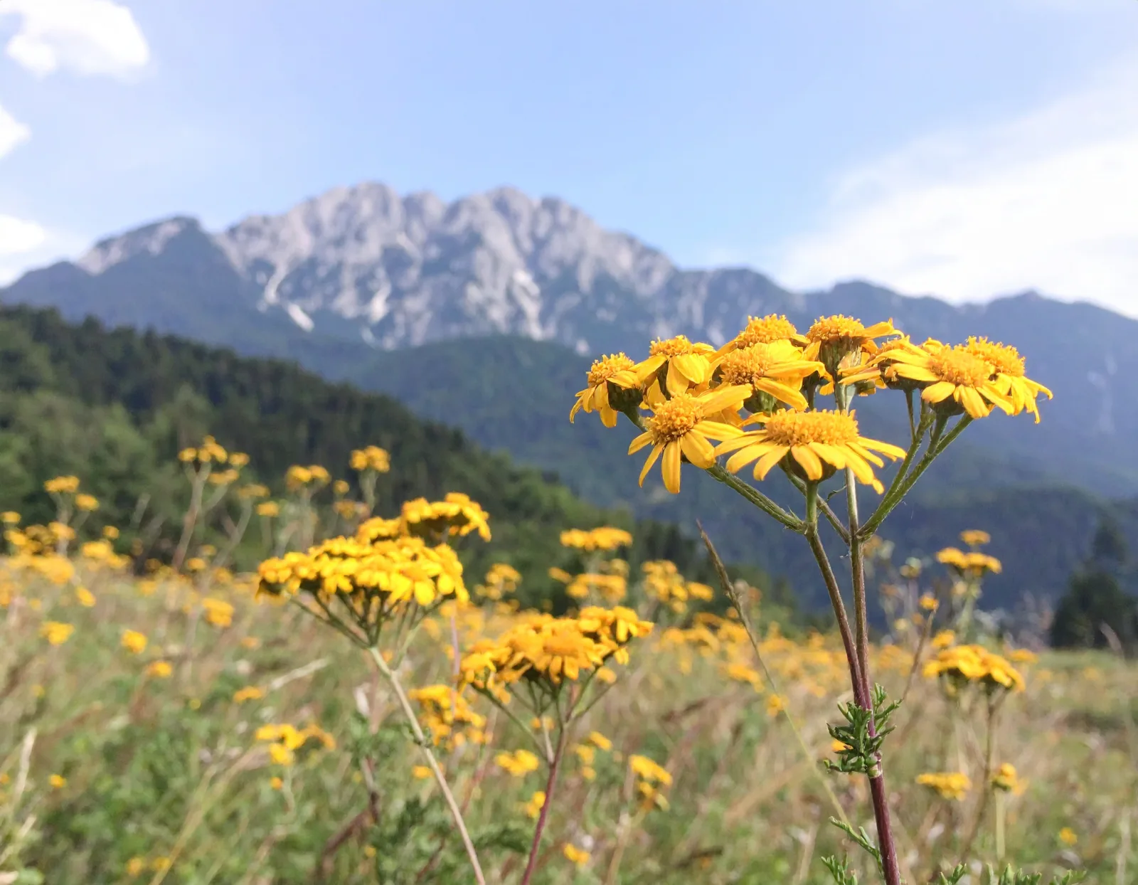 Master Fiori di Bach online per chi vive a Venezia